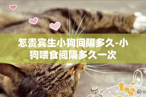 怎貴賓生小狗間隔多久-小狗喂食間隔多久一次
