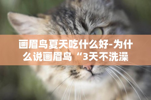 畫眉鳥夏天吃什么好-為什么說畫眉鳥“3天不洗澡