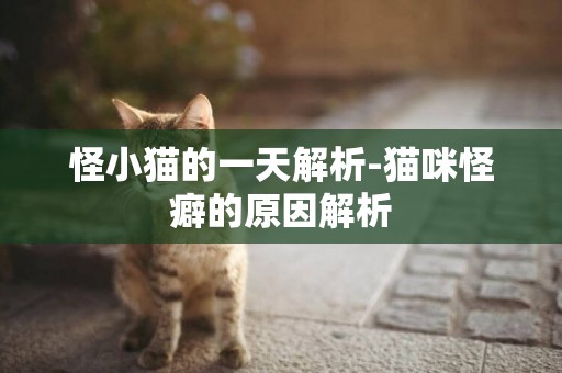 怪小貓的一天解析-貓咪怪癖的原因解析