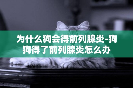 為什么狗會得前列腺炎-狗狗得了前列腺炎怎么辦