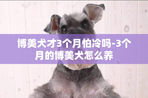 博美犬才3個月怕冷嗎-3個月的博美犬怎么養