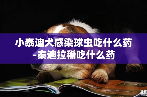 小泰迪犬感染球蟲吃什么藥-泰迪拉稀吃什么藥