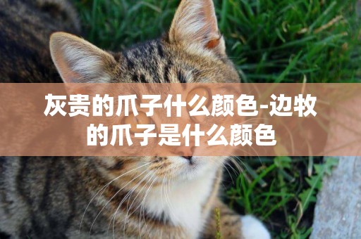 灰貴的爪子什么顏色-邊牧的爪子是什么顏色