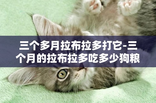 三個多月拉布拉多打它-三個月的拉布拉多吃多少狗糧