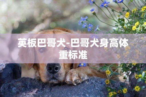 英板巴哥犬-巴哥犬身高體重標準