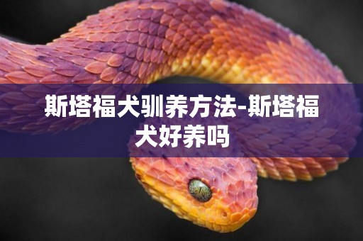 斯塔福犬馴養方法-斯塔福犬好養嗎