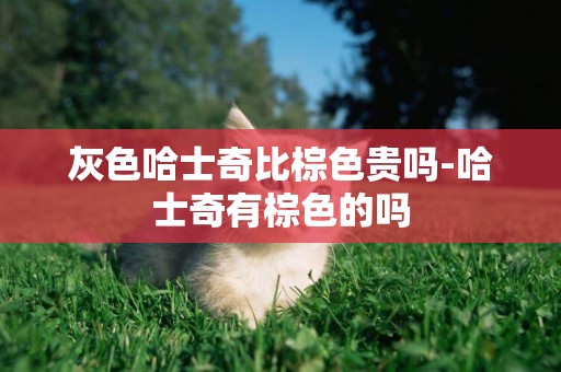 灰色哈士奇比棕色貴嗎-哈士奇有棕色的嗎