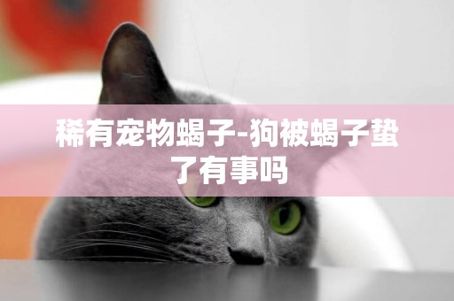 稀有寵物蝎子-狗被蝎子蟄了有事嗎