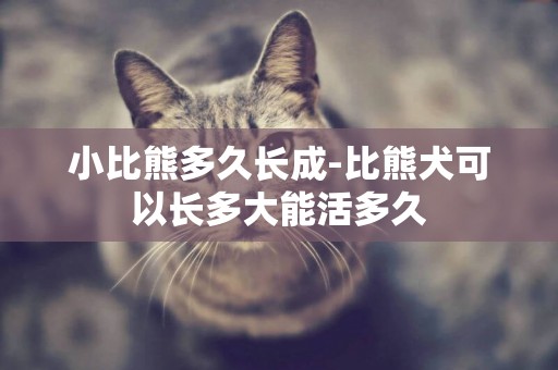 小比熊多久長成-比熊犬可以長多大能活多久