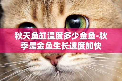 秋天魚缸溫度多少金魚-秋季是金魚生長速度加快