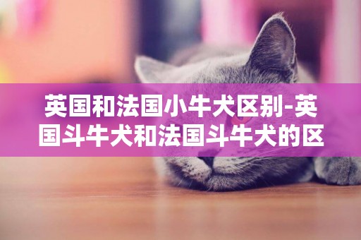 英國和法國小牛犬區別-英國斗牛犬和法國斗牛犬的區別