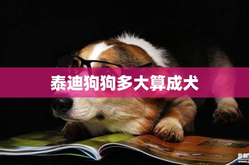 泰迪狗狗多大算成犬