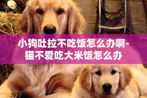 小狗吐拉不吃飯怎么辦啊-貓不愛吃大米飯怎么辦
