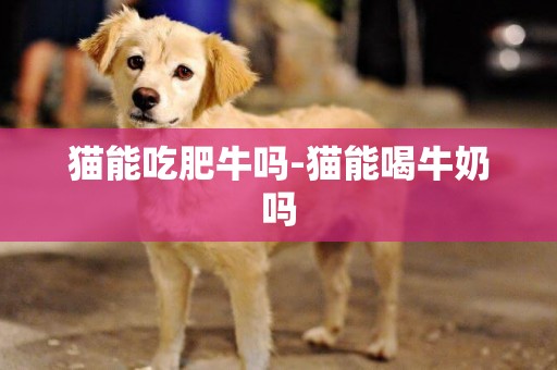 貓能吃肥牛嗎-貓能喝牛奶嗎