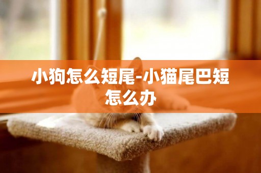 小狗怎么短尾-小貓尾巴短怎么辦