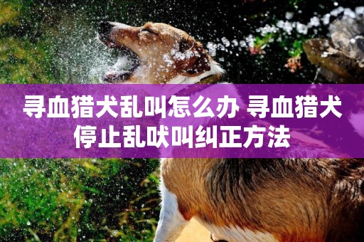 尋血獵犬亂叫怎么辦 尋血獵犬停止亂吠叫糾正方法