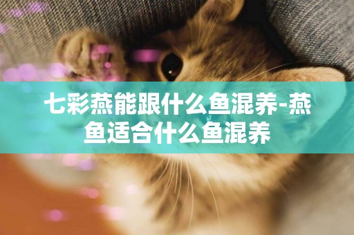 七彩燕能跟什么魚混養-燕魚適合什么魚混養