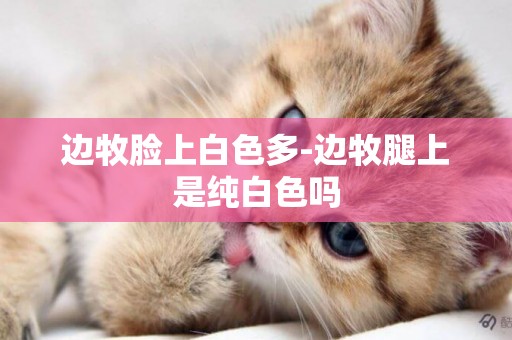 邊牧臉上白色多-邊牧腿上是純白色嗎