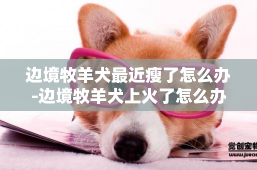 邊境牧羊犬最近瘦了怎么辦-邊境牧羊犬上火了怎么辦