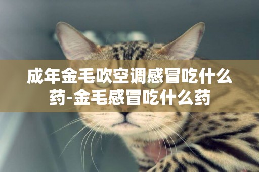 成年金毛吹空調感冒吃什么藥-金毛感冒吃什么藥