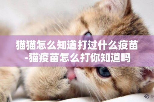 貓貓怎么知道打過什么疫苗-貓疫苗怎么打你知道嗎