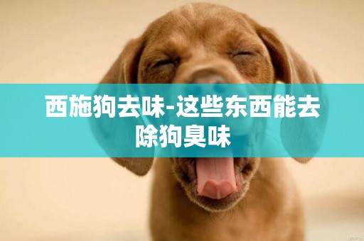 西施狗去味-這些東西能去除狗臭味