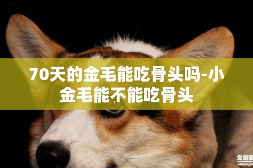 70天的金毛能吃骨頭嗎-小金毛能不能吃骨頭