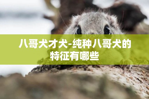 八哥犬才犬-純種八哥犬的特征有哪些