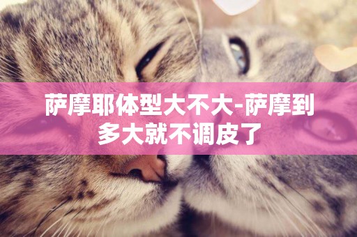 薩摩耶體型大不大-薩摩到多大就不調皮了