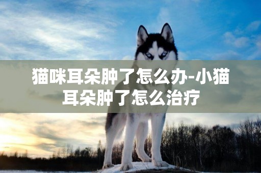 貓咪耳朵腫了怎么辦-小貓耳朵腫了怎么治療