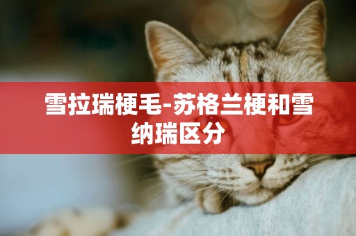 雪拉瑞梗毛-蘇格蘭梗和雪納瑞區分