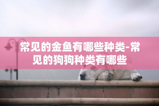 常見的金魚有哪些種類-常見的狗狗種類有哪些