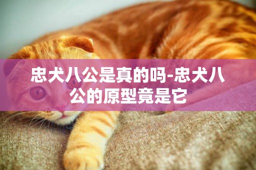 忠犬八公是真的嗎-忠犬八公的原型竟是它