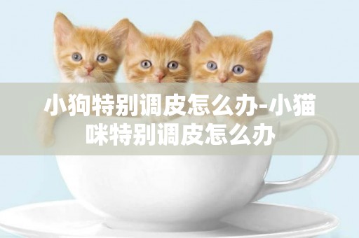 小狗特別調皮怎么辦-小貓咪特別調皮怎么辦