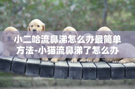 小二哈流鼻涕怎么辦最簡單方法-小貓流鼻涕了怎么辦呢