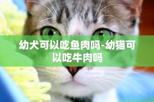 幼犬可以吃魚肉嗎-幼貓可以吃牛肉嗎