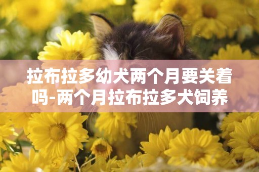 拉布拉多幼犬兩個月要關著嗎-兩個月拉布拉多犬飼養注意事項