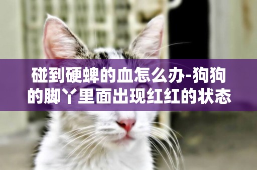碰到硬蜱的血怎么辦-狗狗的腳丫里面出現紅紅的狀態應該怎么辦