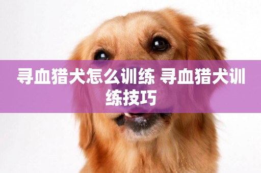 尋血獵犬怎么訓練 尋血獵犬訓練技巧