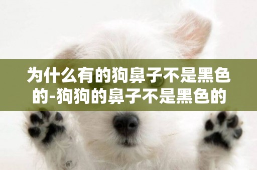 為什么有的狗鼻子不是黑色的-狗狗的鼻子不是黑色的怎么辦