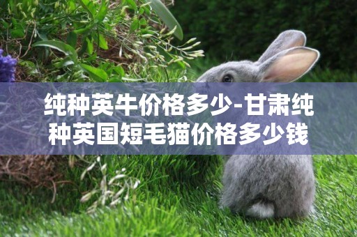 純種英牛價格多少-甘肅純種英國短毛貓價格多少錢