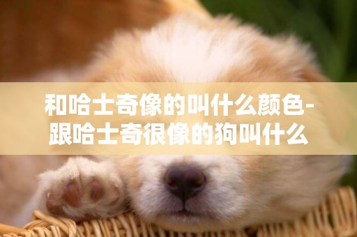 和哈士奇像的叫什么顏色-跟哈士奇很像的狗叫什么
