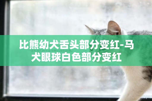 比熊幼犬舌頭部分變紅-馬犬眼球白色部分變紅