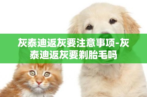 灰泰迪返灰要注意事項-灰泰迪返灰要剃胎毛嗎