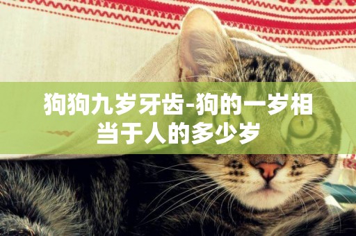 狗狗九歲牙齒-狗的一歲相當于人的多少歲
