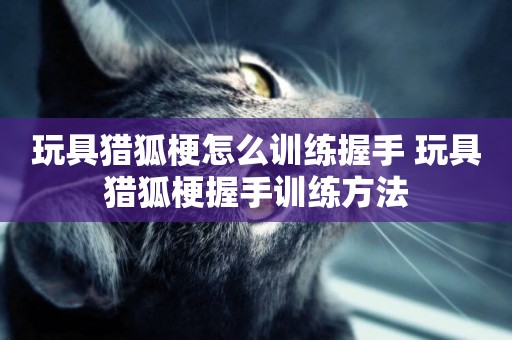 玩具獵狐梗怎么訓練握手 玩具獵狐梗握手訓練方法