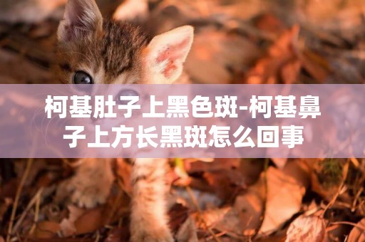 柯基肚子上黑色斑-柯基鼻子上方長黑斑怎么回事