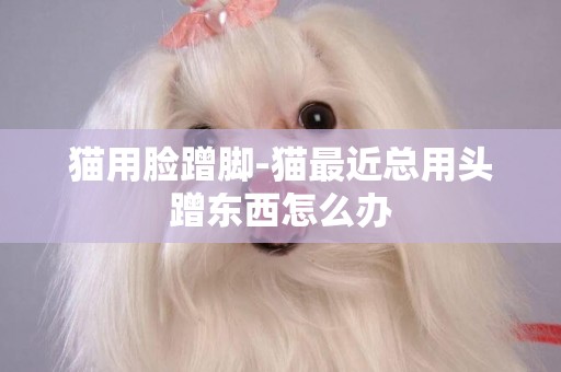 貓用臉蹭腳-貓最近總用頭蹭東西怎么辦