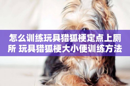 怎么訓練玩具獵狐梗定點上廁所 玩具獵狐梗大小便訓練方法