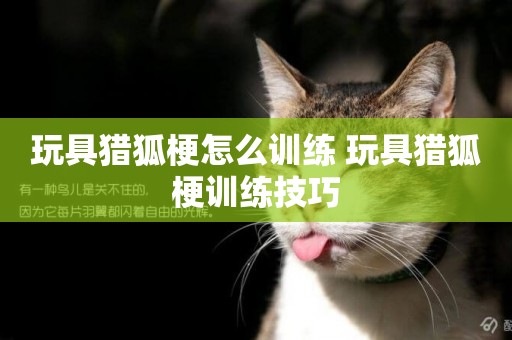 玩具獵狐梗怎么訓練 玩具獵狐梗訓練技巧